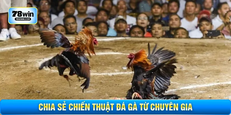Chia sẻ chiến thuật đá gà từ chuyên gia