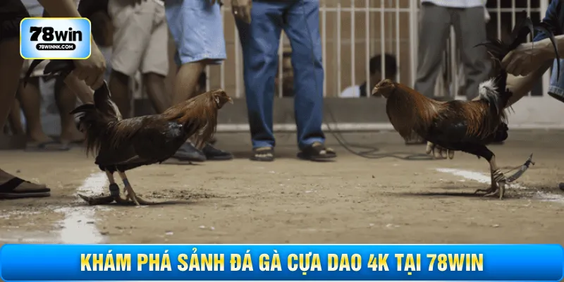 Khám phá sảnh đá gà cựa dao 4K tại 78WIN