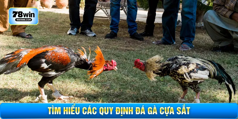Tìm hiểu các quy định đá gà cựa sắt